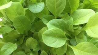 Табачная плантация. 4 апреля 2016г. Табачная плантация. 4 апреля 2016г.