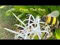 Free The 🐝