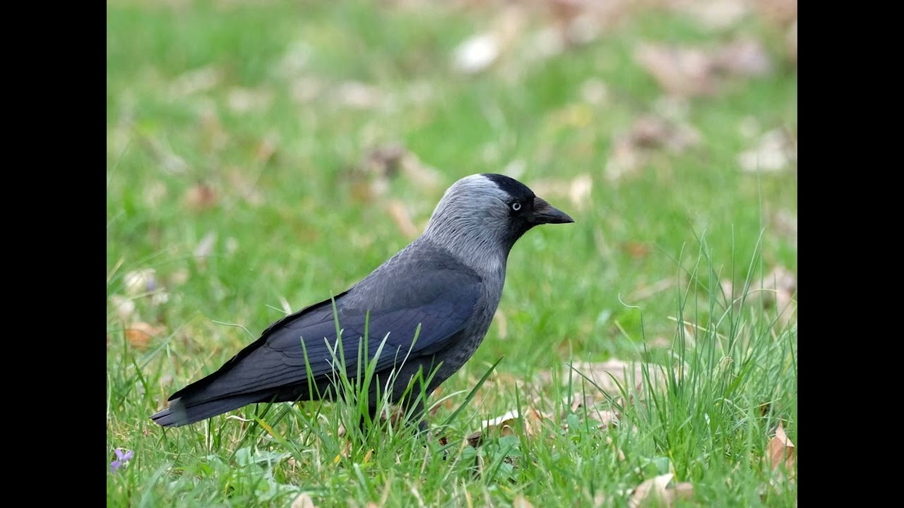 The Isle Of Pines By Henry Neville 1668 pt7