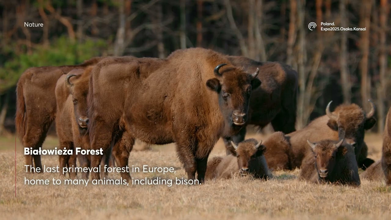 Poland: explore fascinating tourist attractions