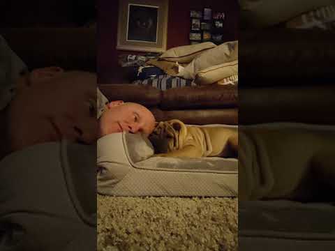 My Chinese Shar Pei is Hyper!