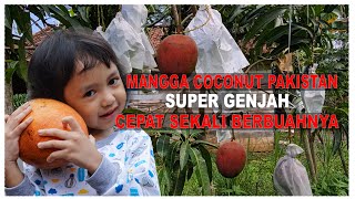 COCONUT PAKISTAN, SI GENJAH YG MANIS