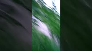 мій дім на дереві