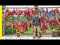 ¡Sacrificando el animal sagrado de la India por 5000 personas! ¡Nagaland Extremo!