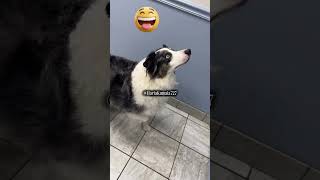 afraid of black cats #funny #cats #hilariousfails #failgag