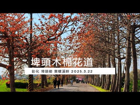 規模不輸林初埤！｜東螺溪畔的《埤頭木棉花道》｜彰化埤頭︱Pitou Kapok Road｜[CC]