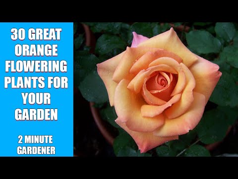 Video: Orange Garden Design - Plants For An Orange Garden