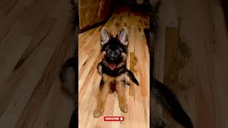 Before & After Animals Growing Up: Tiny to Giant! #12 #animals #2026 #growth #shorts