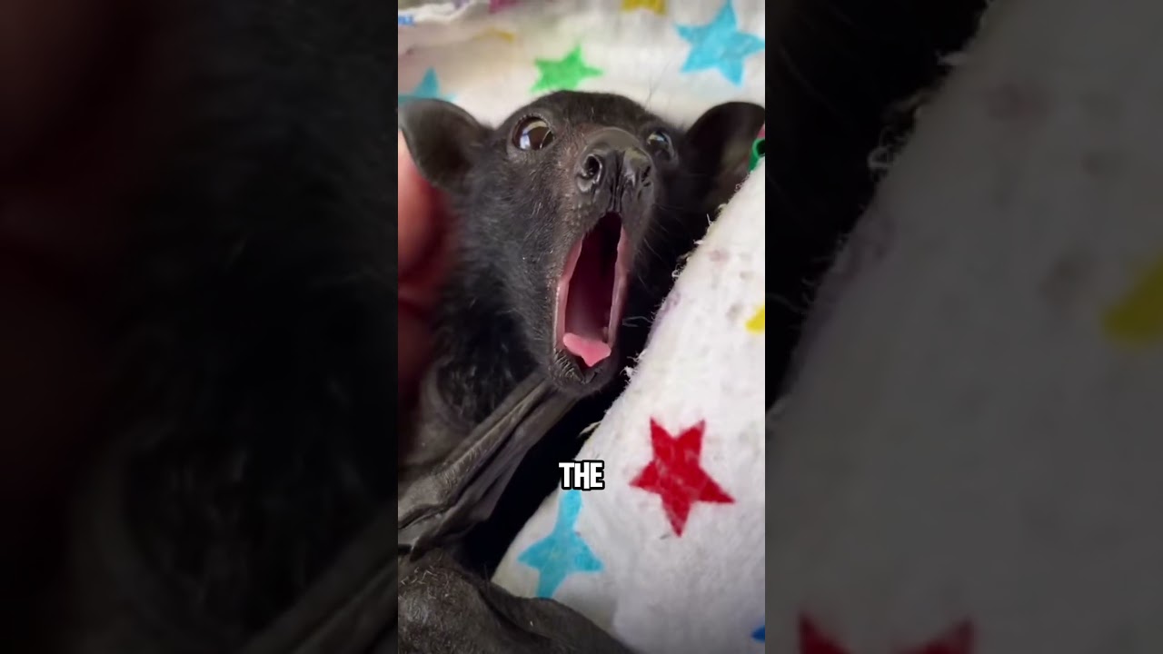 Fruit bat 🦇 🦇🖤🖤🖤 #animals #animalove #cuteanimals #cute
