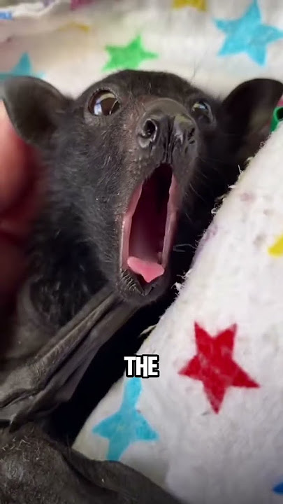 Fruit bat 🦇 🦇🖤🖤🖤 #animals #animalove #cuteanimals #cute