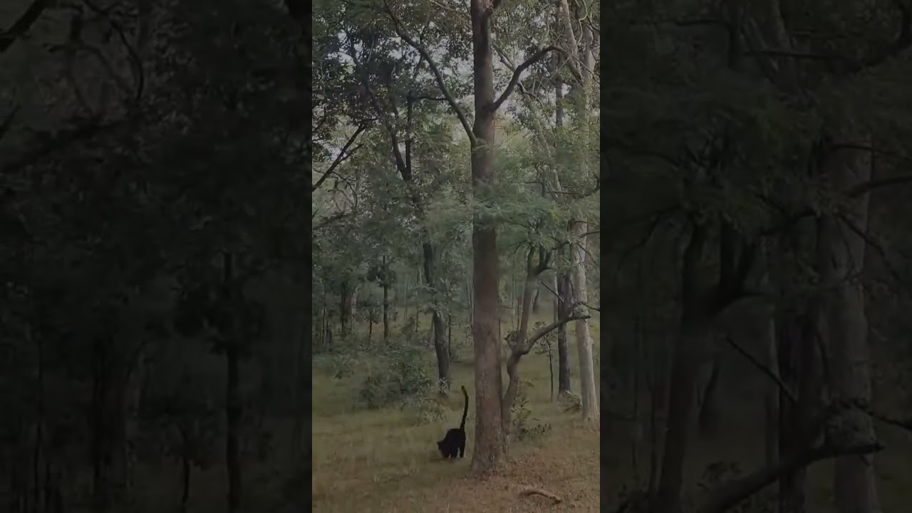 Black Leopard in Tadoba | 