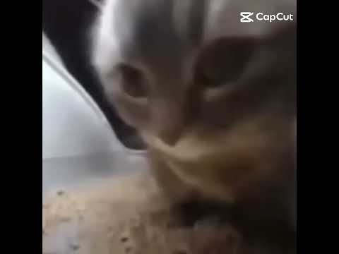 Cipi Cipi Capa Capa Dubi Dubi Cat Meme Viral