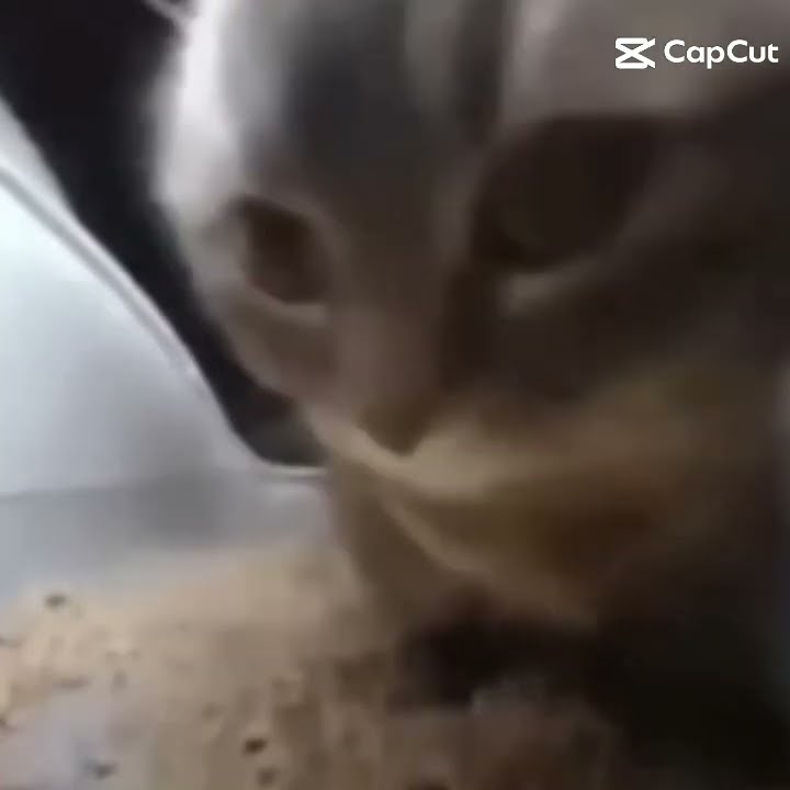 #cipi cipi capa capa dubi dubi cat meme viral