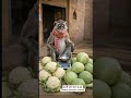 सब्जी वाला बंदर 🐒🤣 #funny #funnyanimal #comedy #comedyvedio #thethar #thetharanimalscomedy