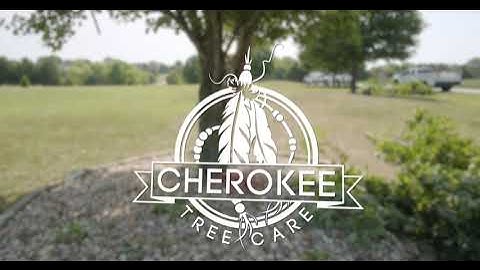 Red Maple: Subordinate Pruning | Cherokee Tree Care