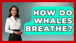 How Do Whales Breathe? - The Marine Life Explorer
