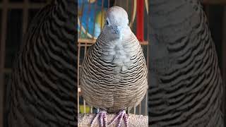 Local Turtle Doves with Super Powerful Sounds, 100% Automatic Singing #shorts #shortvideo screenshot 2