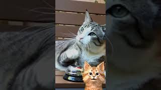 GPTCat and Calculus
