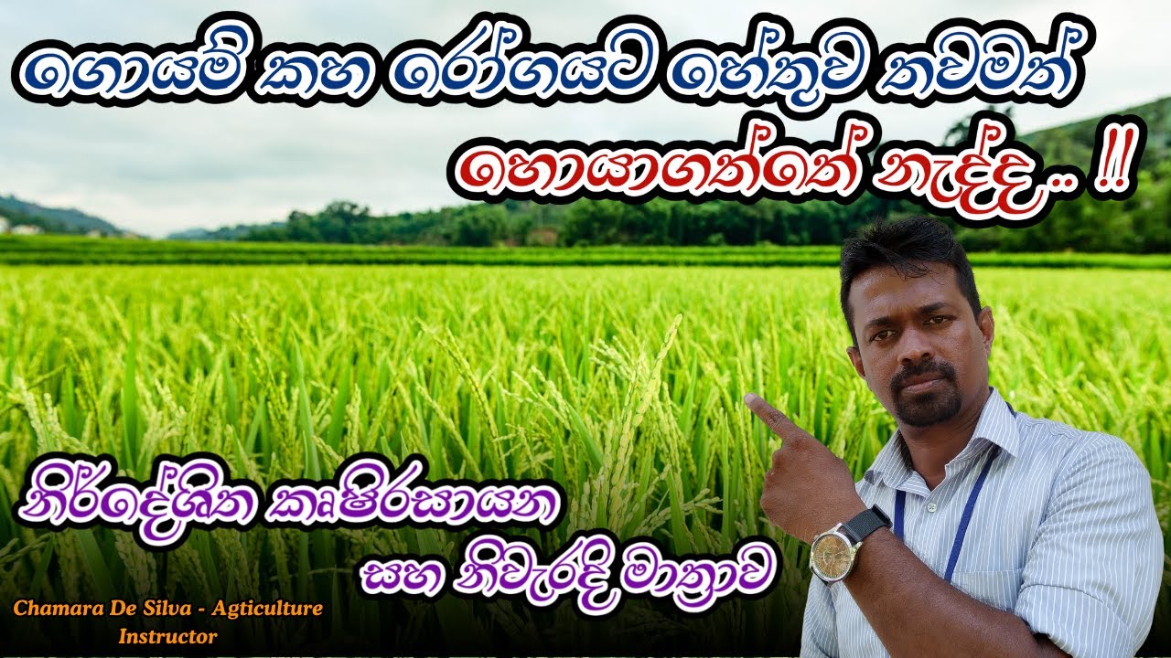 ගොයම් කහ රෝගයට සැබෑම හේතුව සහ විසදුම