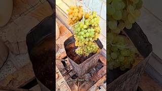 Why Are Uzbek Farmers Dipping Fresh Grapes in Hot Solution? 🍇😱#tending #facts