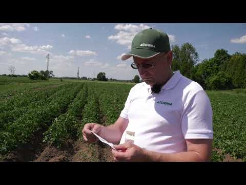 Video: Bulvių maras: bulvių augalų gydymas pietine mara