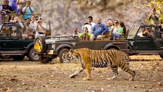 Jungle Safari in Chitwan National Park Nepal. 100K