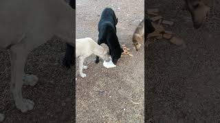 3 Mai 2026 dogs drinking milk and eating biscuits #dogs #drinking #milk #viral #viral