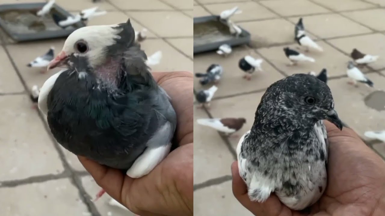 صيد اليوم ✌️صيد د2بل💪 شوفو الصيد الاول شلون صدناه 🤔🤔