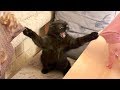 Funny animals try not to laugh  the funniest animals