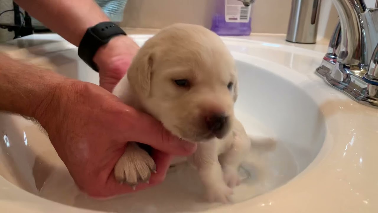 Lovely Lab Puppy Lucy has her FIRST Bath!