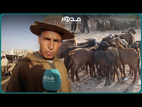 على عكس الأغنام أسعار الماعز تحافظ على استقرارها و كسابة الخير شايط وكل شي غادي يعيد