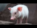 離れると寂しくて追いかけてくる甘えんぼなミニブタがこちらです…笑【19日目】