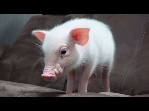 離れると寂しくて追いかけてくる甘えんぼなミニブタがこちらです…笑【19日目】