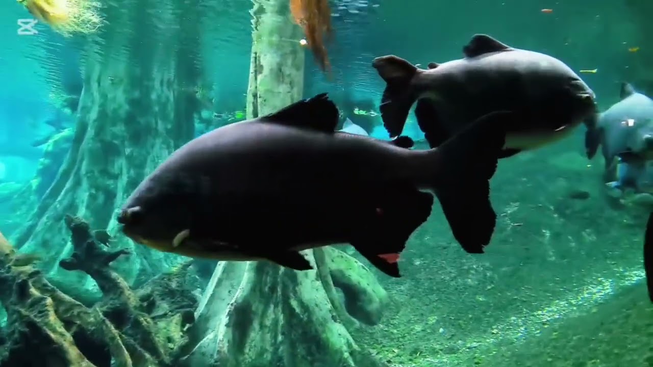 Descubre los peces del CosmoCaixa | Naturaleza y ciencia bajo el agua