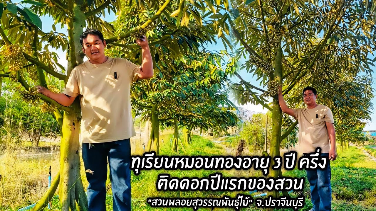 ทุเรียนหมอนทองอายุ 3 ปี ครึ่ง ติดดอกปีแรกของสวน 