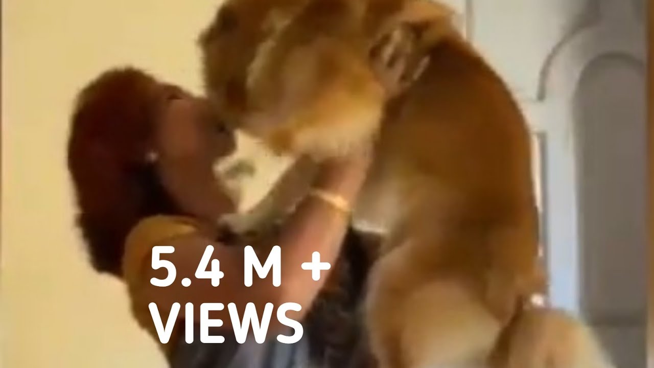 As mom 👩arrives #mydogcherry #dog #dogvideo #pet #shorts #pom