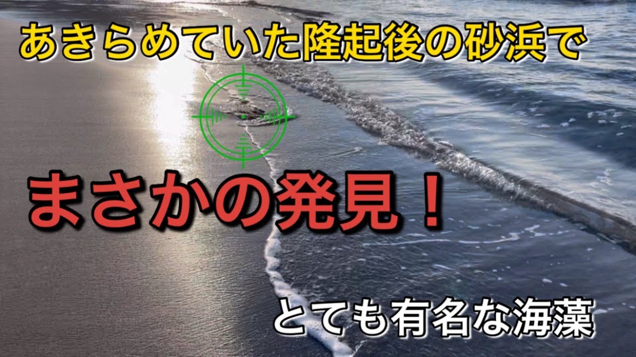 【有名な海藻】あきらめていた隆起後の砂浜で、まさかの発見！