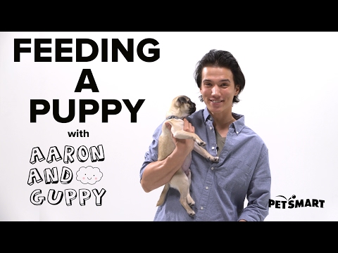 PetSmart Puppy Training: Feeding a Puppy