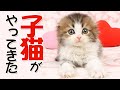 【子猫時代】来たばかりでぽてぽてしてるもふ猫が可愛すぎる