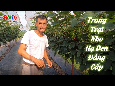 du lịch sinh thái hà nội New DU LỊCH SINH THÁI TẠI TRANG TRẠI NHO HẠ ĐEN SIÊU ĐẸP CỦA ANH HỢI Ở ĐAN PHƯỢNG- HÀ NỘI- ĐỨC NHÂN TV
