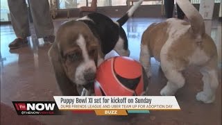Denver's Dumb Friends League Uber partner to bring Puppies On Demand