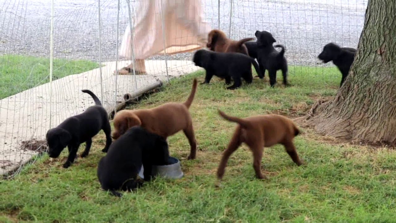 Lab Mix Puppies for Sale YouTube