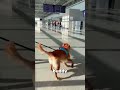 He Waited And Finally Saw His Dad USA Dog Reunion Emotional