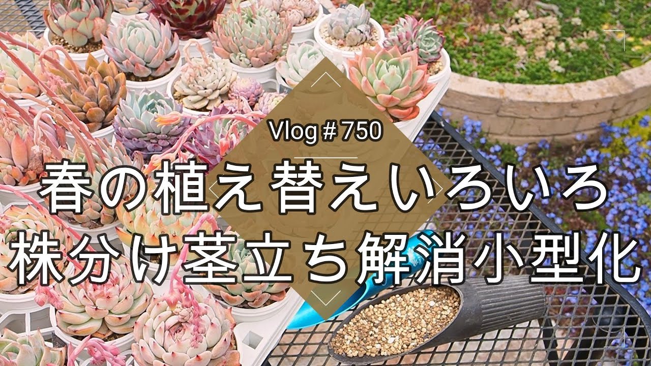 【Vlog750】【多肉植物】春の植え替えいろいろ🪴株分け・茎立ち解消・小型化【根の更新作業】
