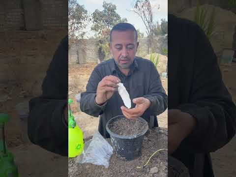 من روائع زراعة الفول الأخضر اتحضر للاخضر نباتات اكسبلور اشجار السعودية