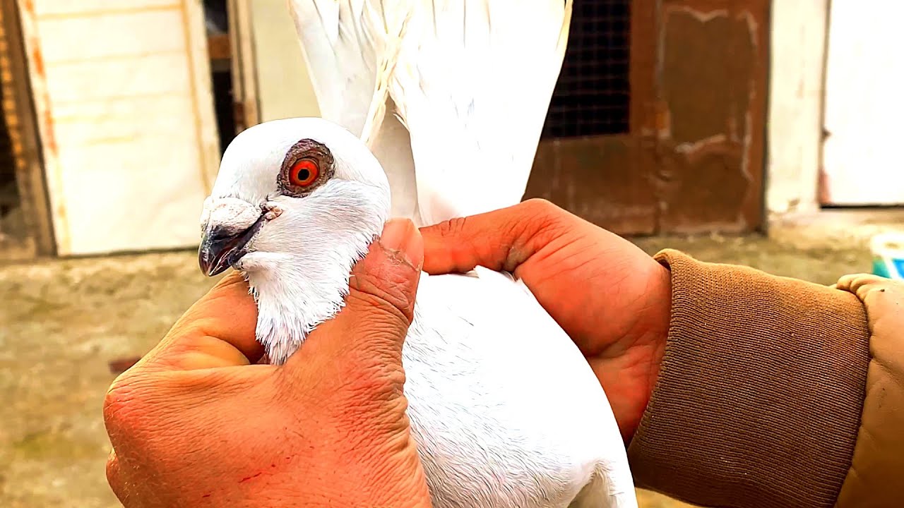 صيد عند احمد مروش وكش 30 طير جديد  وشو ضيع منهم🔥