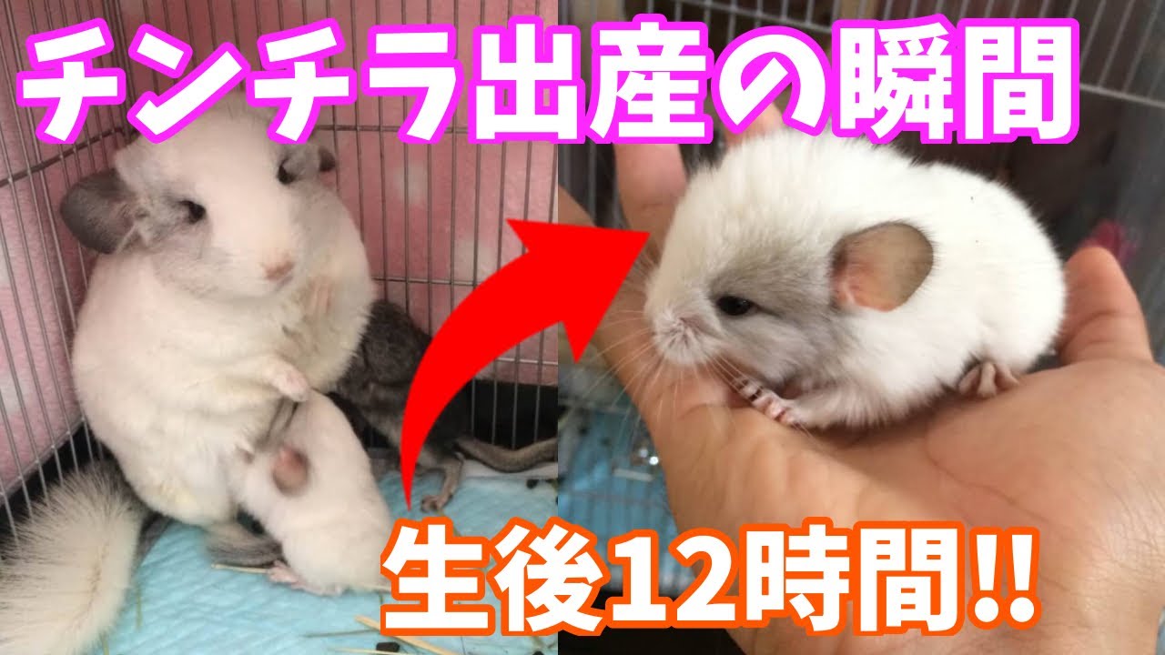 貴重映像 チンチラ出産の瞬間 胎盤を食べるこゆき 生後1日のチンチラベビーまとめ Youtube