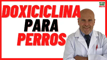 ¿Puede la doxiciclina causar daños hepáticos en los perros?