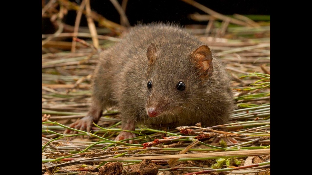 The Dusky Antechinus is native to Southeastern Australia 