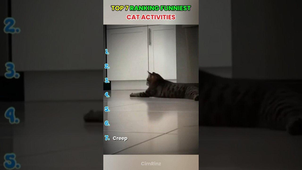 ranking funniest : cat activities